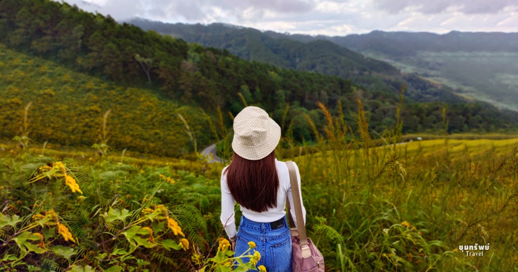 เหลืองอร่ามทั้งภูเขา ความสวยงามสุดอลังการของ “ทุ่งดอกบัวตอง” ดอยแม่อูคอ&nbsp;จ.แม่ฮ่องสอน