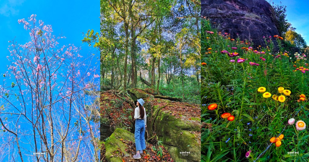 ชมธรรมชาติฤดูหนาว หลากหลายสีสัน ที่อุทยานแห่งชาติภูหินร่องกล้า จ.พิษณุโลก-เลย